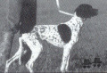 Pedigree ESPERIA DEL VENTO Pedigree ESPERIA DEL VENTO
